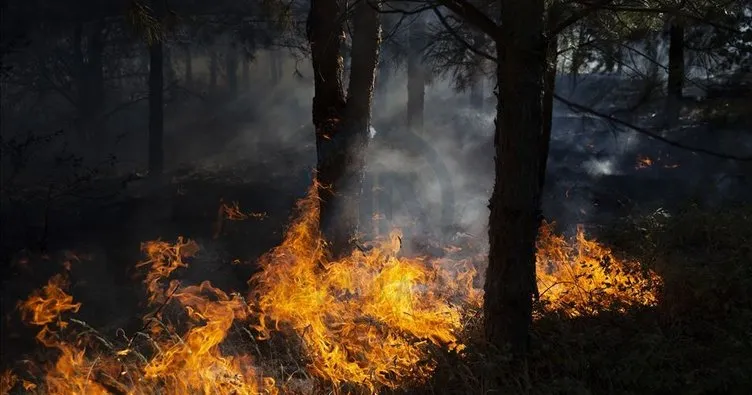 Edirne’de ormanlık alanda yangın çıktı! Söndürme çalışmaları sürüyor