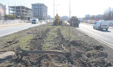Bir ağaç katliamı da Tekirdağ’da