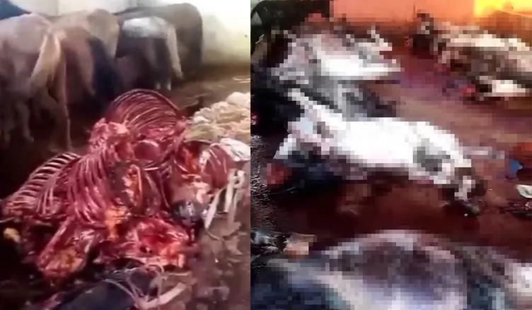 Adana’da 12 kesilmiş eşek bulundu! Mide bulandıran görüntüler!