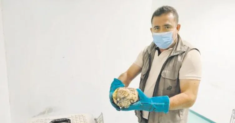 Bahşılı’da yaralı şahin tedavi ediliyor