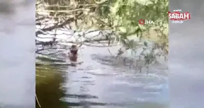 Nehre daldı, elleriyle balık tuttu | Video