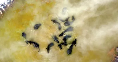 Eksi 20 derecede mandalarıyla kaplıcada suya giriyor!