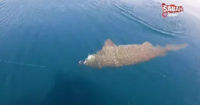 Gelibolu’da nefes kesen köpek balığı avı kamerada | Video