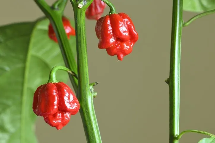 Dünyanın en acı biberi! Yiyenin nefesini kesiyor: Fakat hayatınızı değiştirecek öyle bir faydası var ki...