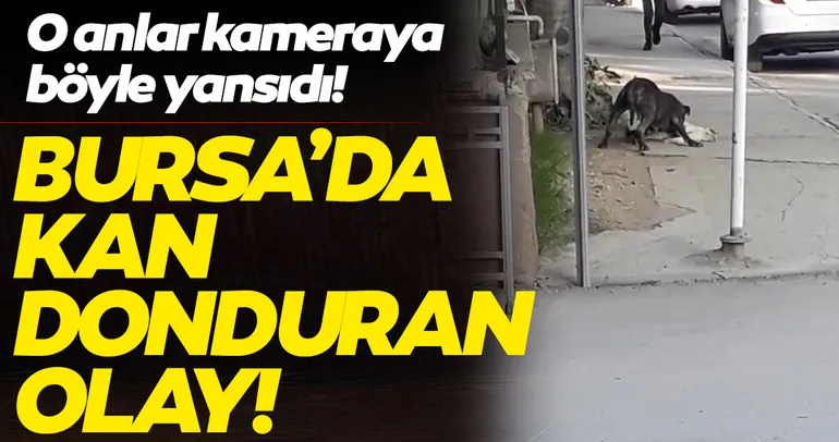 son dakika antalya daki pitbull