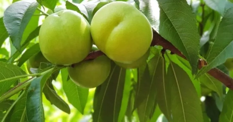 bayramic beyazi avrupa birliginde tescillendi ekonomi haberleri