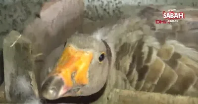 Kars kazının su keyfi kamerada | Video