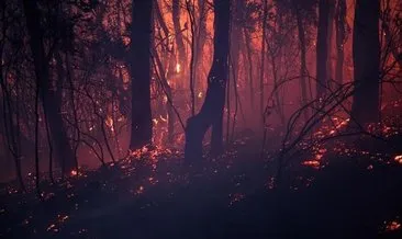 Avustralya’daki orman yangınları