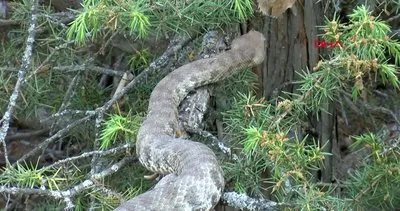 Tunceli’de büyüklüğü ile şaşırtan zehirli ’Koca engerek’ yılanı kamerada