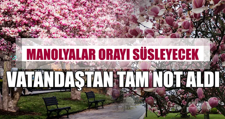 Taksim’deki manolya ağaçları beğenildi