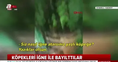 İstanbul Kadıköy’de hayvanseverleri şoke eden görüntüler | Video