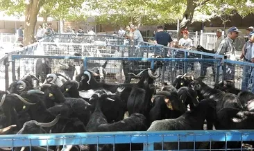 Muğla'da şap hastalığı kontrol altına alındı #mugla