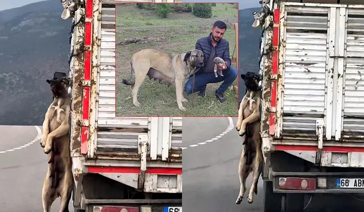 Yozgat’ta çekilen görüntülere tepki yağmıştı! O köpeğin sahibi konuştu: Can güvenliğim yok!