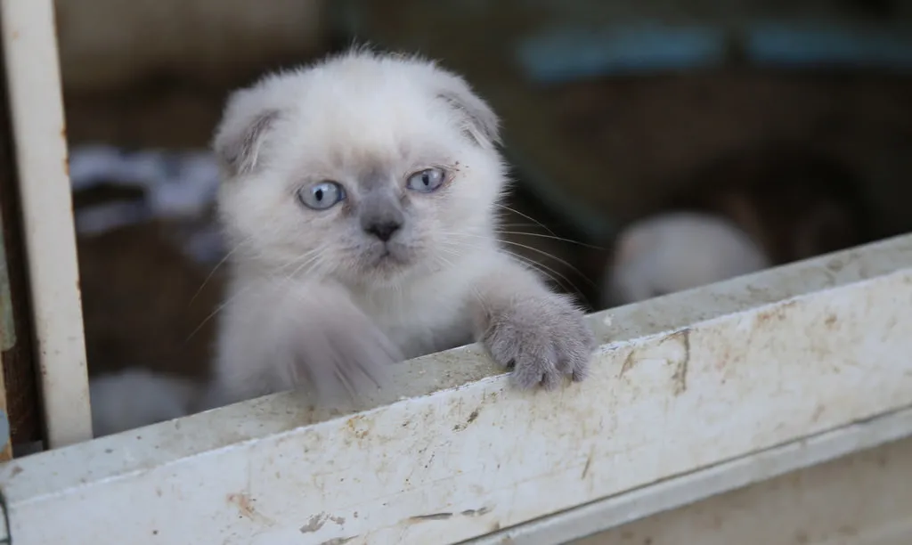 Gümrükten ihale ile kedi satışı FotoHaber Yaşam