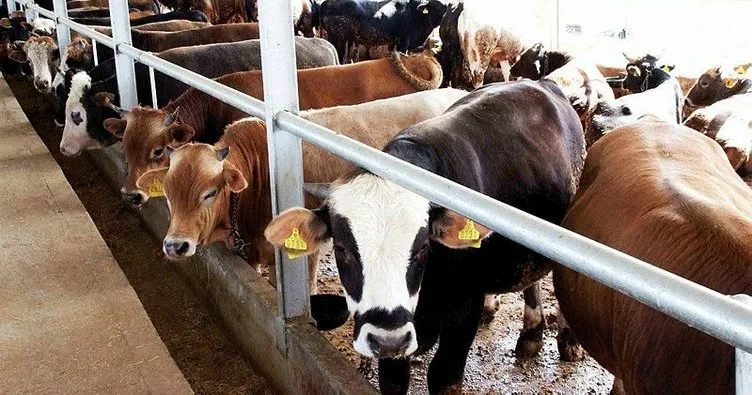 Samsun’da Kovid-19 tedbirleri kapsamında hayvan pazarları kapatıldı