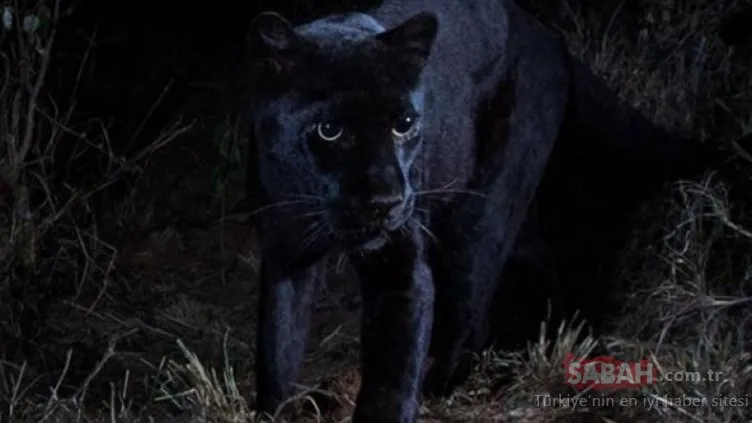 Siyah leopar 100 yıl sonra görüntülendi