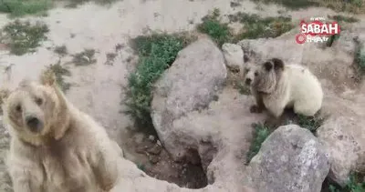 Drone gören ayıların gülümseten görüntüleri | Video