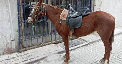 Alkollü at kullanan sürücüye 10 bin TL para cezası!  At araç yerine geçti #konya