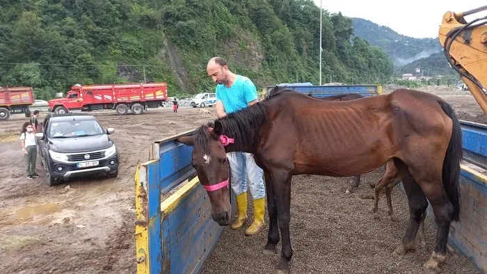 Artvin’de bir tırın dorsesinde ölüme terk edilen atlar yediemin olarak Ardanuç ilçesinde bir çiftliğe gönderildi