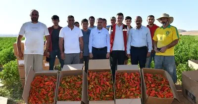 Şanlıurfa’nın en acı hasadı yapıldı #sanliurfa