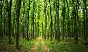 Orman Genel Müdürlüğü açıkladı! Yanan ormanlar 3 yöntemle ağaçlandırılacak