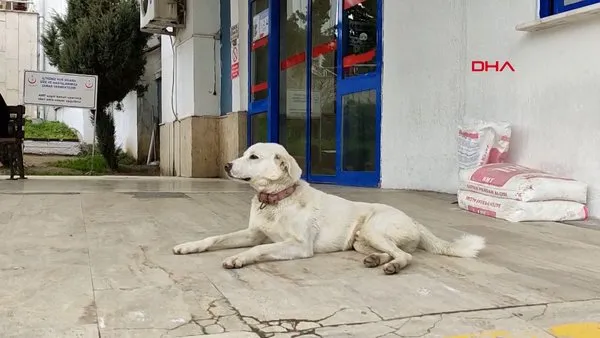 Ordu'da 14 gün boyunca sahibinin tedavi gördüğü hastane kapısında yatan 'Pamuk' isimli köpek kamerada