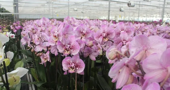 orkide bakimi nasil yapilir orkide