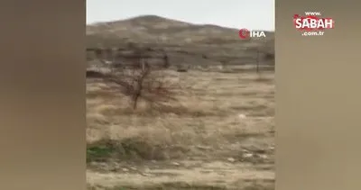17 bin TL harcadı, ağaçlarını keseni fotokapanla yakaladı | Video