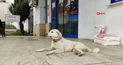 Ordu’da 14 gün boyunca sahibinin tedavi gördüğü hastane kapısında yatan ’Pamuk’ isimli köpek kamerada