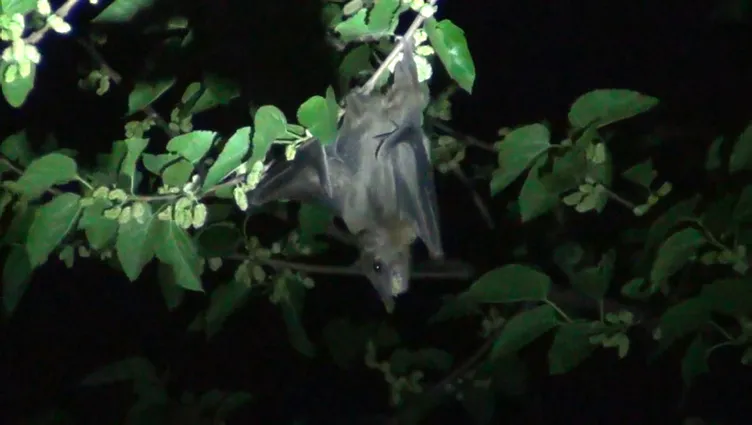 Son dakika: Adana'da ağaçta görülen yarasalar koronavirüs korkusu yaşattı