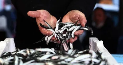 Hamsi için kota geliyor! Yeni düzenlemeler yolda...