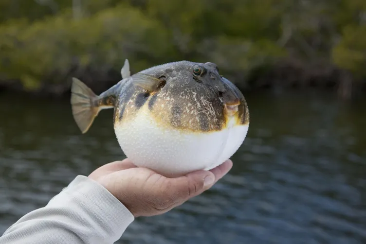 Uzmanlardan balon balığı uyarısı: O illere akın ettiler!
