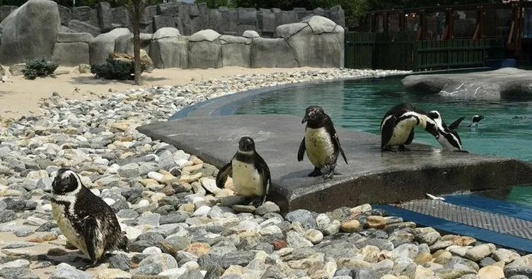 Bursa’da penguen ve fok balığı coşkusu