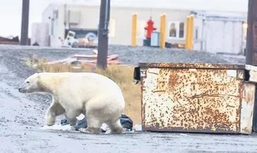 Alaska’da kutup ayısı 2 kişiyi öldürdü