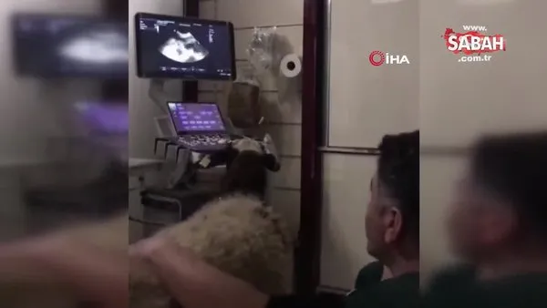 Hamile koyun dakikalarca yavrusunun kalp atışını dinledi | Video