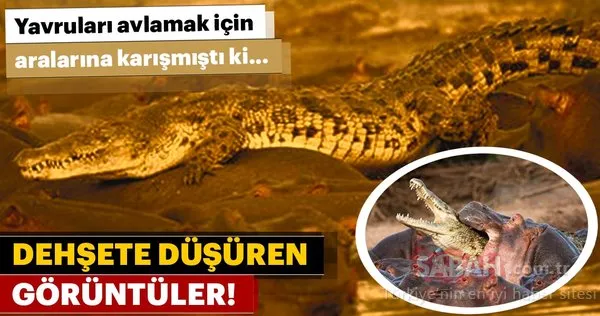 Avcı av oldu!