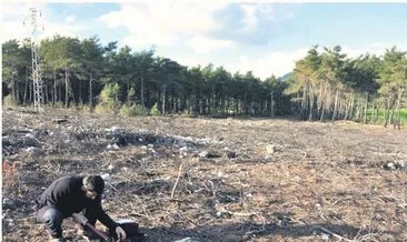 Yanan çam ormanı 8 yılda yenilendi
