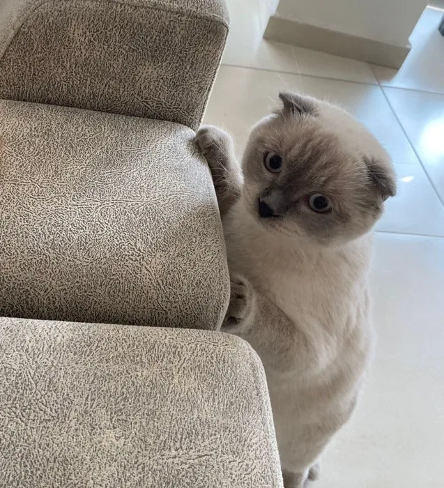 15 gün önce sahiplenmişti: Kedi Pamuk’u bulana ödül!