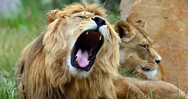 Gergedan avcıları aslanlara yem oldu