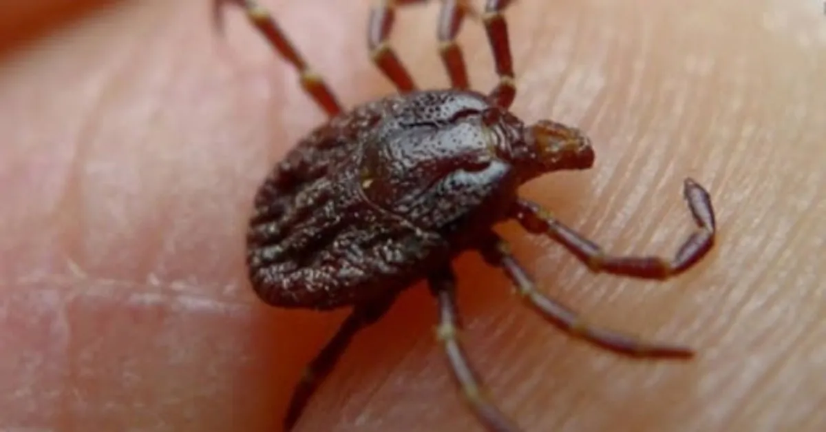 belirtileri nelerdir