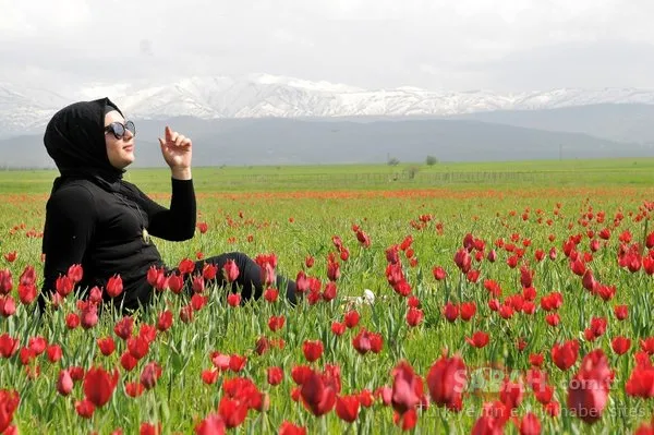 Bingöl'de kırmızı lale zamanı!
