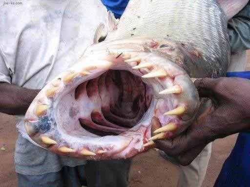 Hiç böyle balık gördünüz mü?