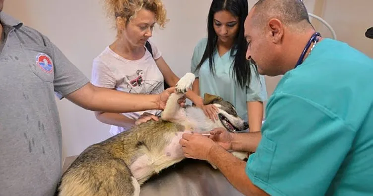 Maltepe’de 4 yılda 45 bin sokak hayvanı tedavi edildi
