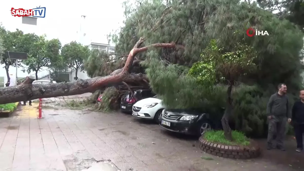 Dev çam ağacı park halindeki araçların üzerine devrildi | Video videosunu izle Dev çam ağacı park halindeki araçların üzerine devrildi | Video videosunu izle