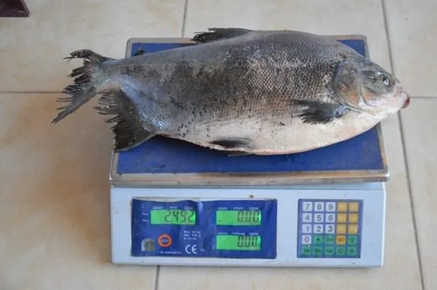 İznik Gölü’nde 2,5 kiloluk pirana yakalandı