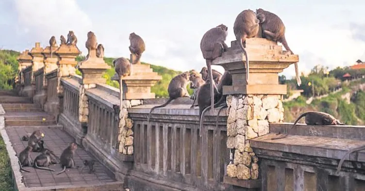 Fidyeci maymun çetesi