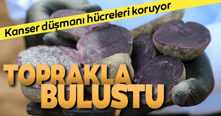 Sivas’ta mor patates ekimi yapıldı