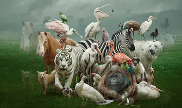 Bu hayvanları tanıyabilecek misin?