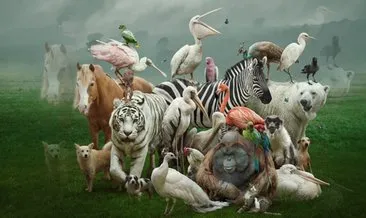 Bu hayvanları tanıyabilecek misin?
