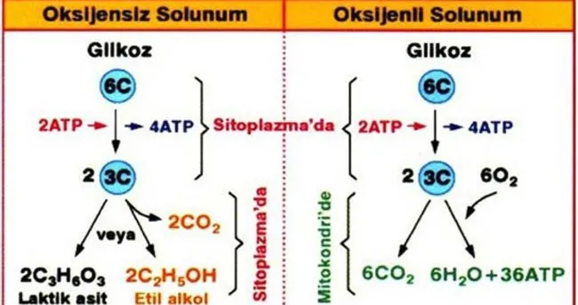 Oksijenli solunum evreleri nelerdir?